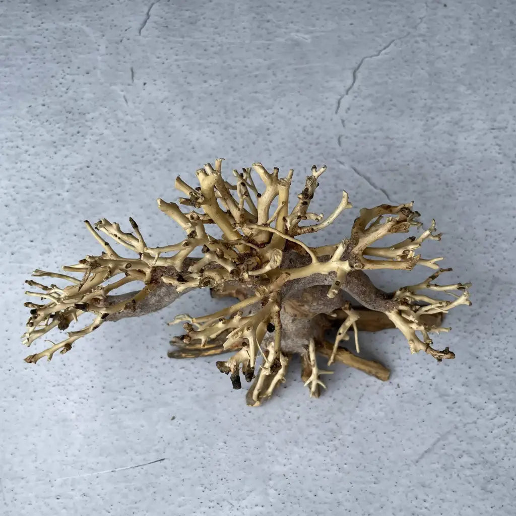 Aquascaping Handmade Aquatic Bonsai Driftwood Tree 20cm(L)x15cm(H) ABQ45