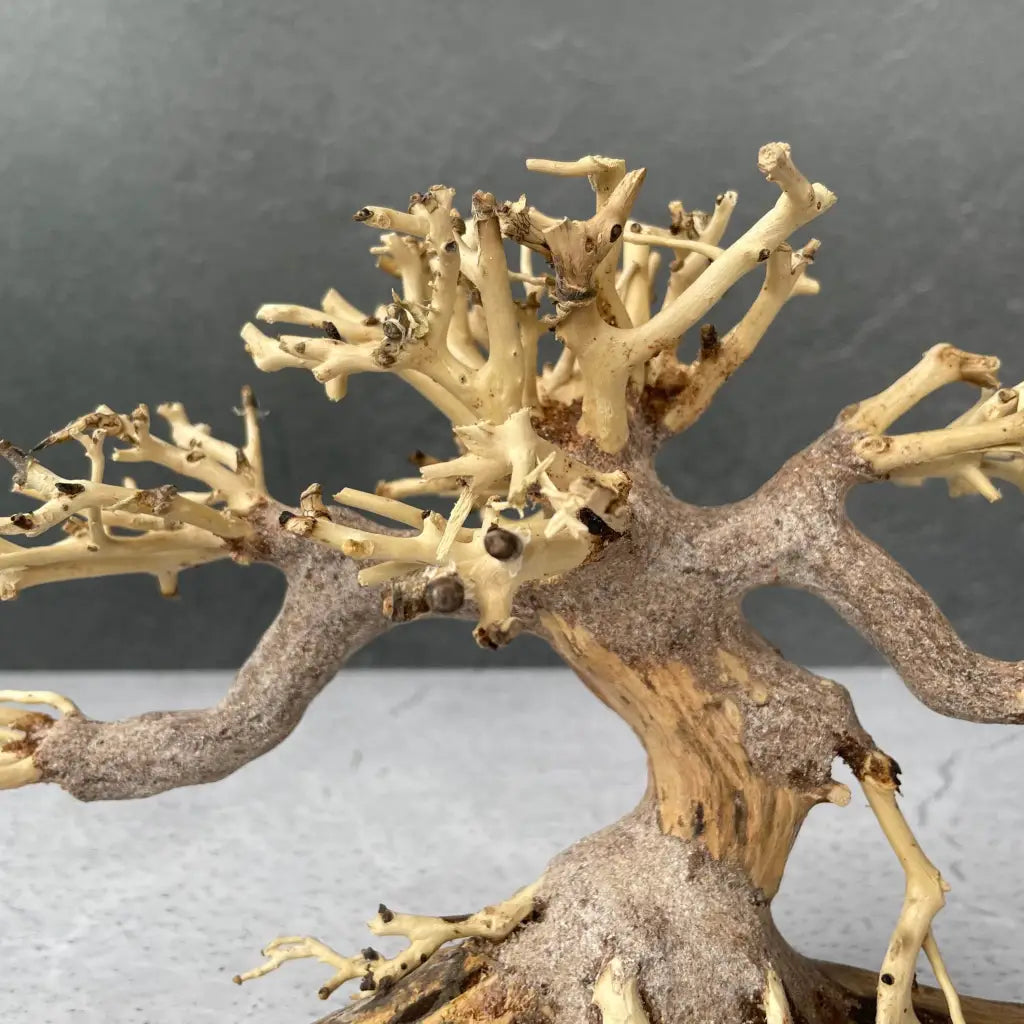 Aquascaping Handmade Aquatic Bonsai Driftwood Tree 20cm(L)x15cm(H) ABQ45