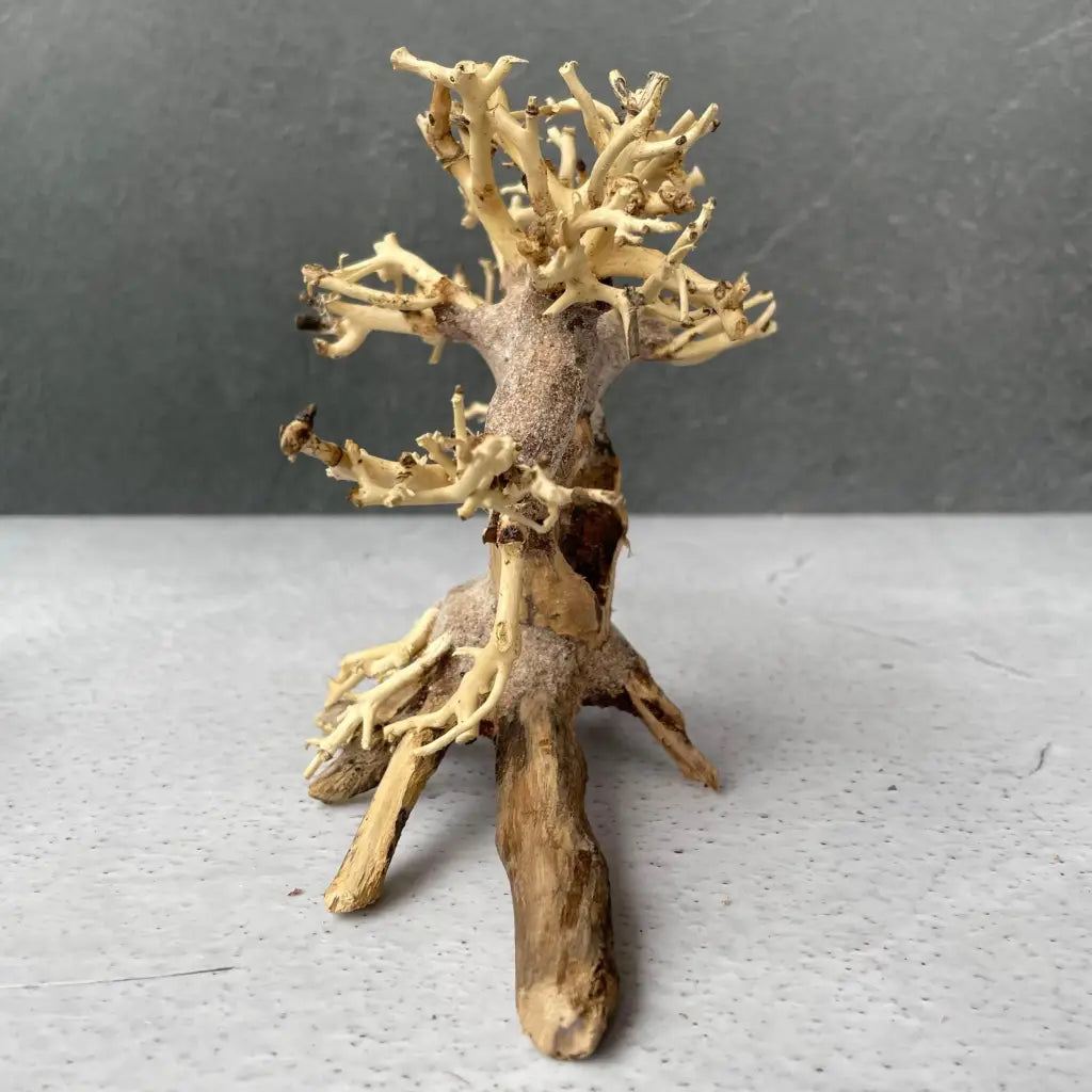 Aquascaping Handmade Aquatic Bonsai Driftwood Tree 20cm(L)x15cm(H) ABQ45