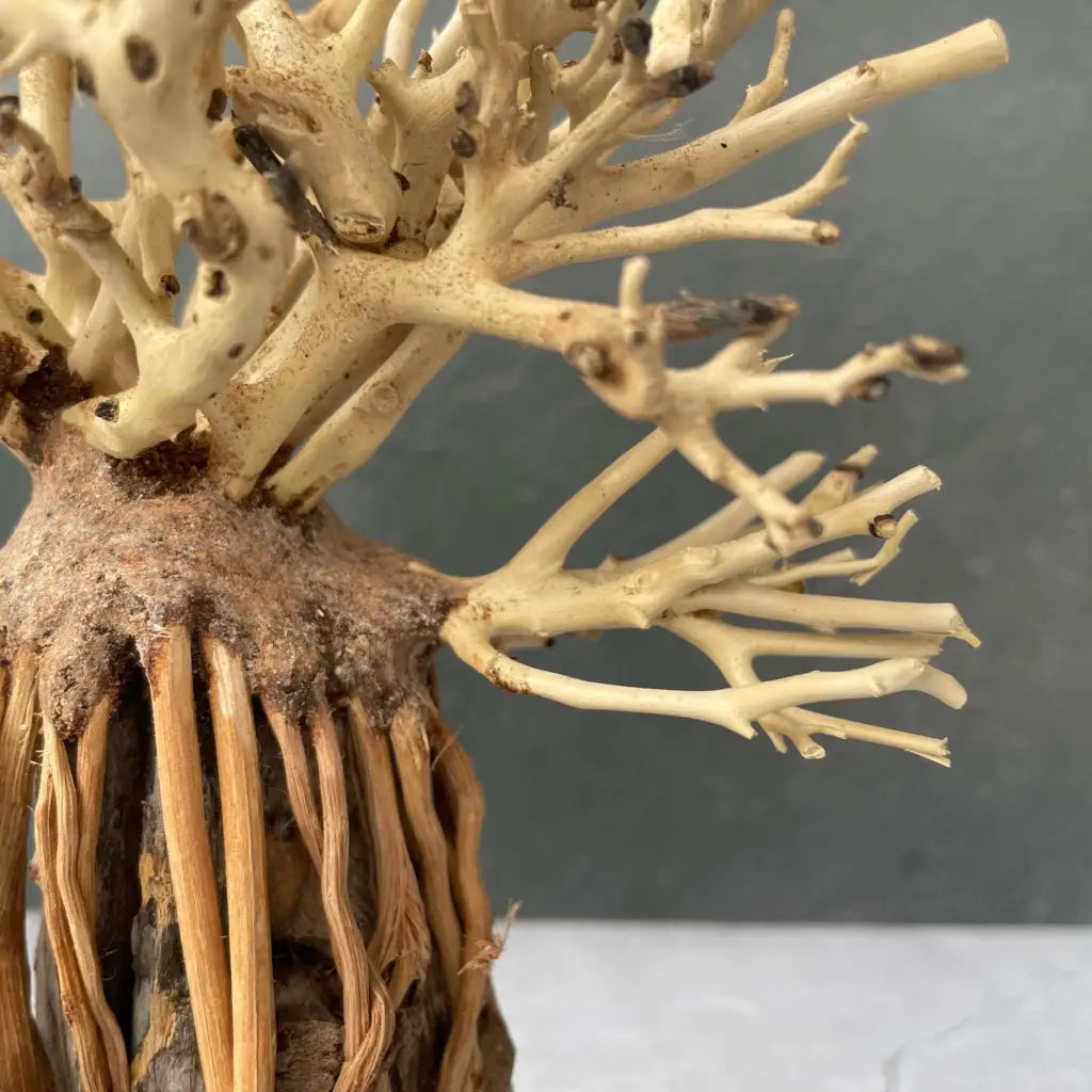 Aquascaping Handmade Aquatic Bonsai Driftwood Tree 25cm(L)x20cm(H) ABQ127