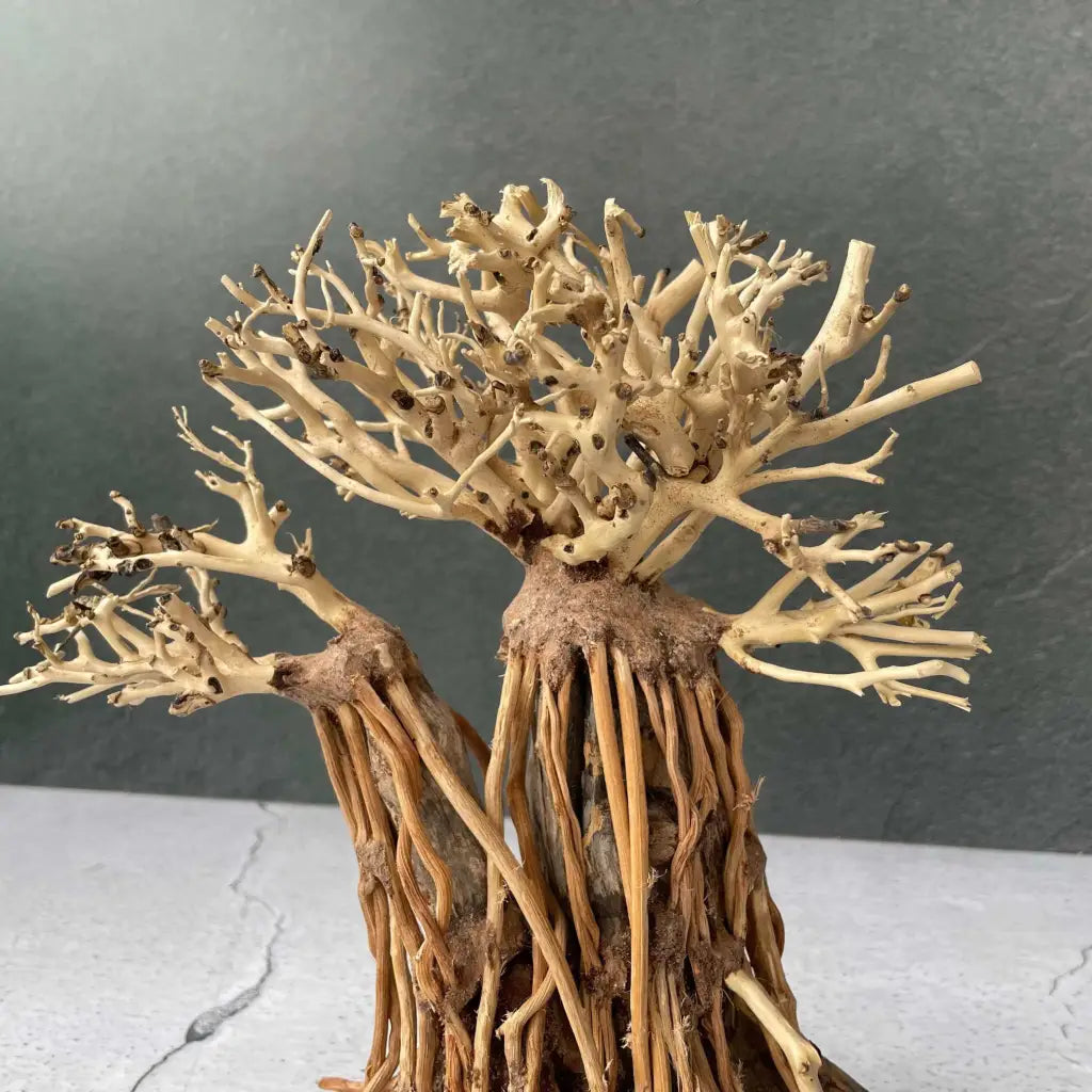 Aquascaping Handmade Aquatic Bonsai Driftwood Tree 25cm(L)x20cm(H) ABQ127