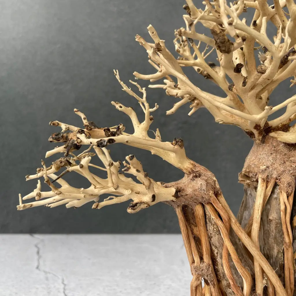 Aquascaping Handmade Aquatic Bonsai Driftwood Tree 25cm(L)x20cm(H) ABQ127