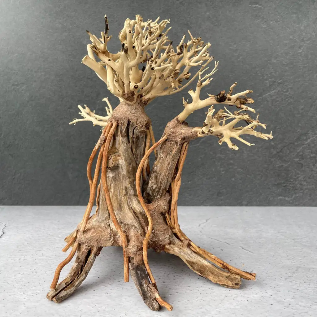 Aquascaping Handmade Aquatic Bonsai Driftwood Tree 25cm(L)x20cm(H) ABQ127