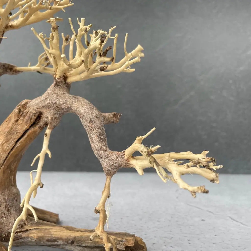 Aquascaping Handmade Aquatic Bonsai Driftwood Tree 25cm(L)x20cm(H) ABQ39