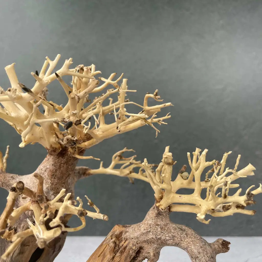 Aquascaping Handmade Aquatic Bonsai Driftwood Tree 25cm(L)x20cm(H) ABQ39