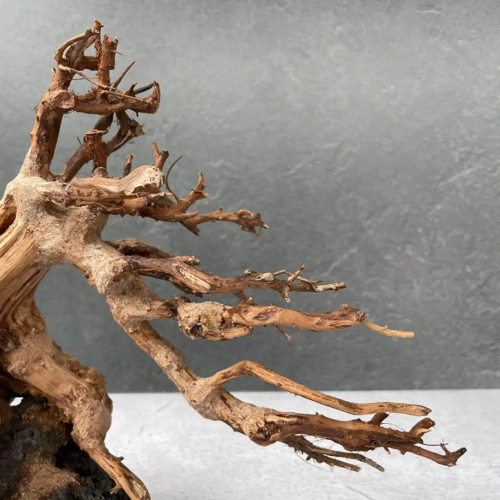 Aquascaping Handmade Aquatic Bonsai Driftwood Tree 30cm(L)x25cm(H) ABQ27