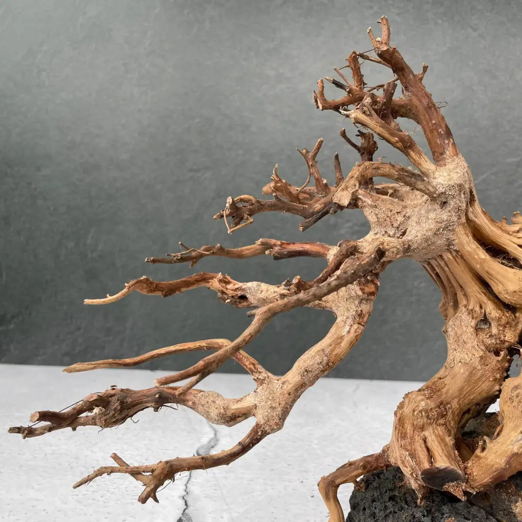 Aquascaping Handmade Aquatic Bonsai Driftwood Tree 30cm(L)x25cm(H) ABQ27