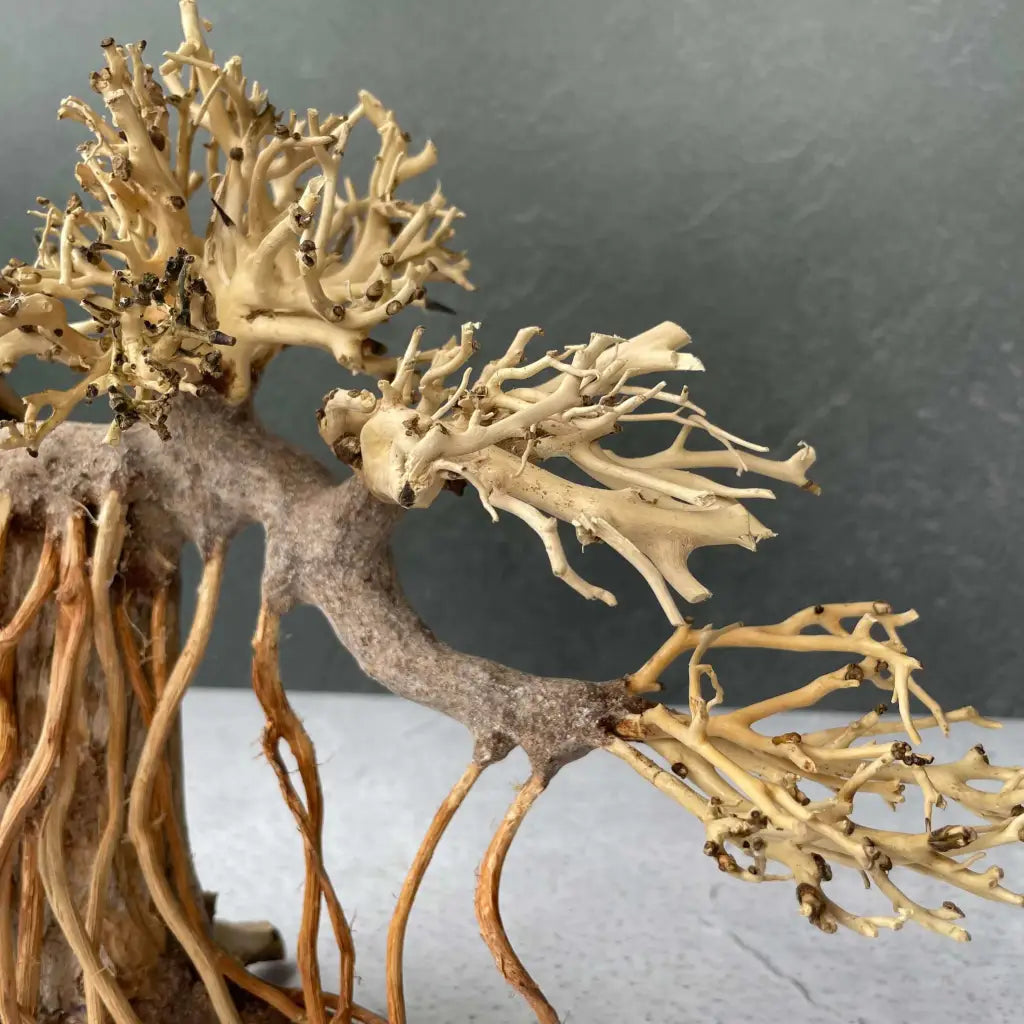 Aquascaping Handmade Aquatic Bonsai Driftwood Tree 30cm(L)x25cm(H) ABQ40