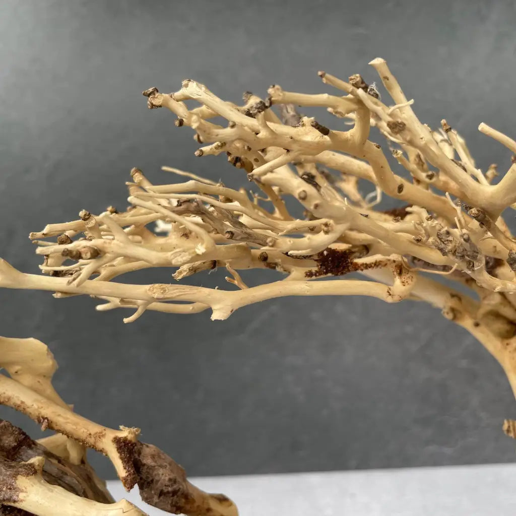 Aquascaping Handmade Aquatic Bonsai Driftwood Tree 35cm(L)x25cm(H) ABQ67