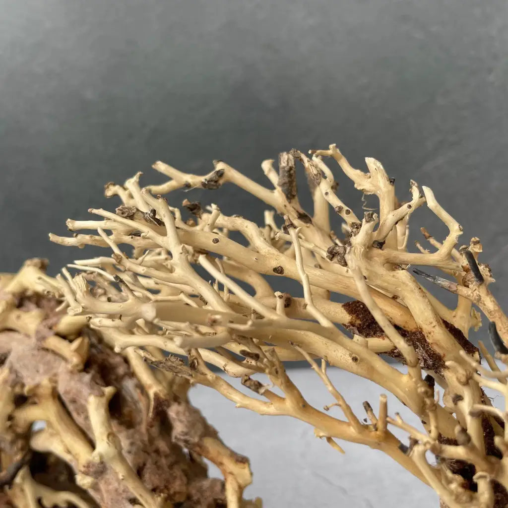 Aquascaping Handmade Aquatic Bonsai Driftwood Tree 35cm(L)x25cm(H) ABQ67