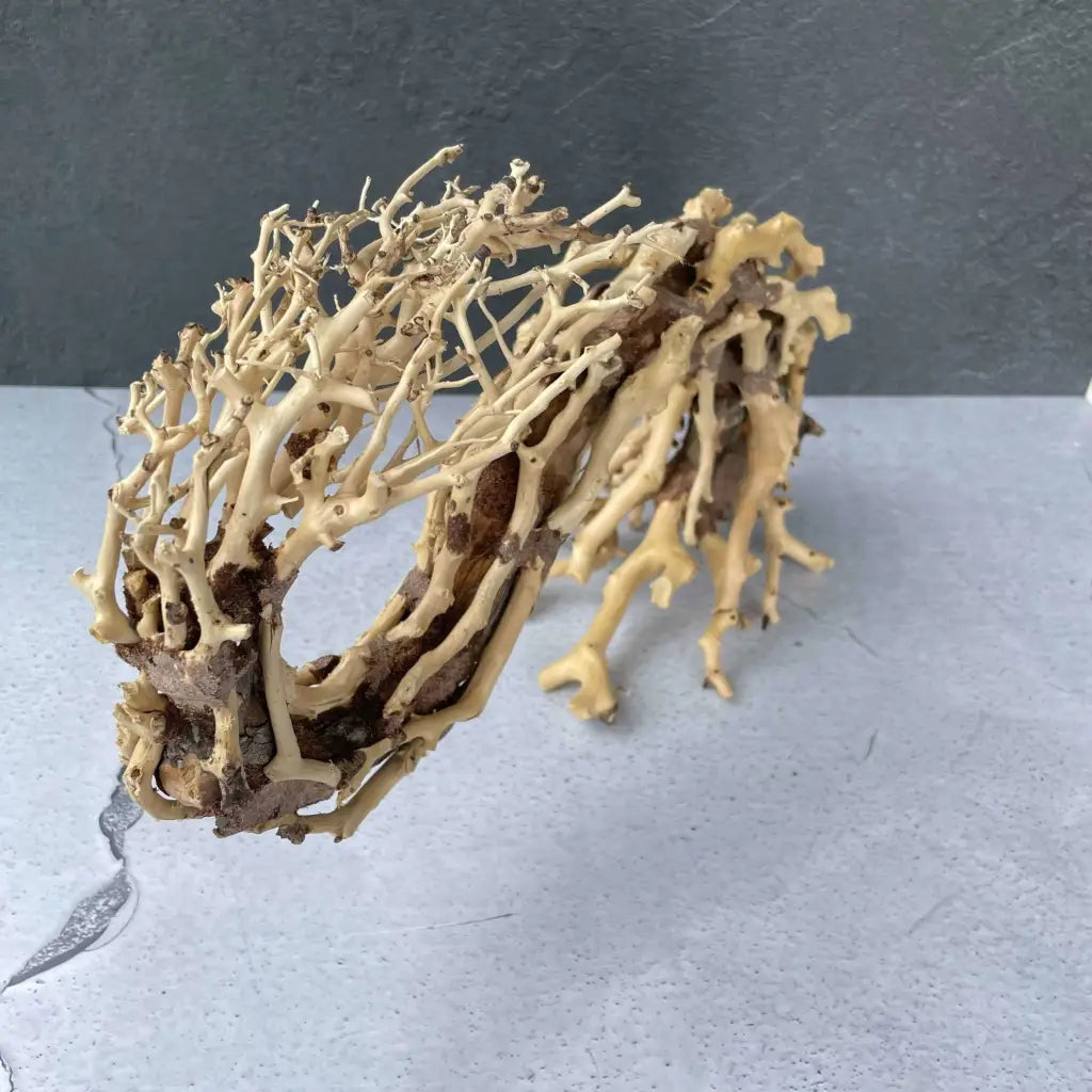 Aquascaping Handmade Aquatic Bonsai Driftwood Tree 35cm(L)x25cm(H) ABQ95