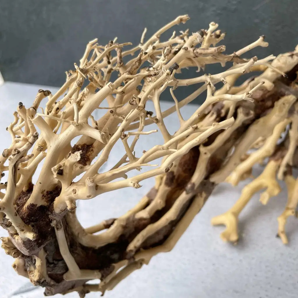 Aquascaping Handmade Aquatic Bonsai Driftwood Tree 35cm(L)x25cm(H) ABQ95