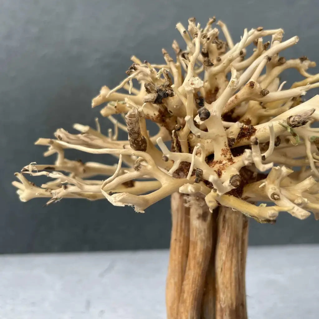 Aquascaping Mini Handmade Aquatic Bonsai Driftwood Tree15cm(H)x12cm(L) ABQ10