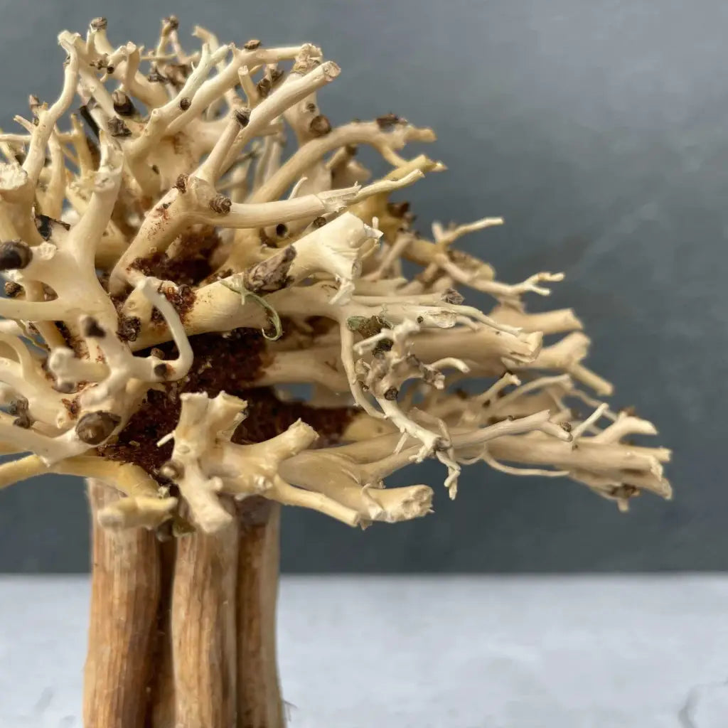 Aquascaping Mini Handmade Aquatic Bonsai Driftwood Tree15cm(H)x12cm(L) ABQ10