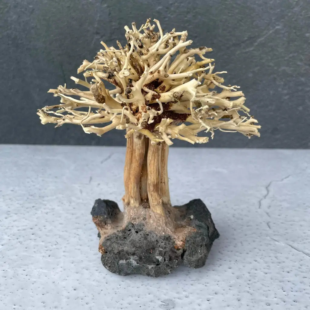 Aquascaping Mini Handmade Aquatic Bonsai Driftwood Tree15cm(H)x12cm(L) ABQ10