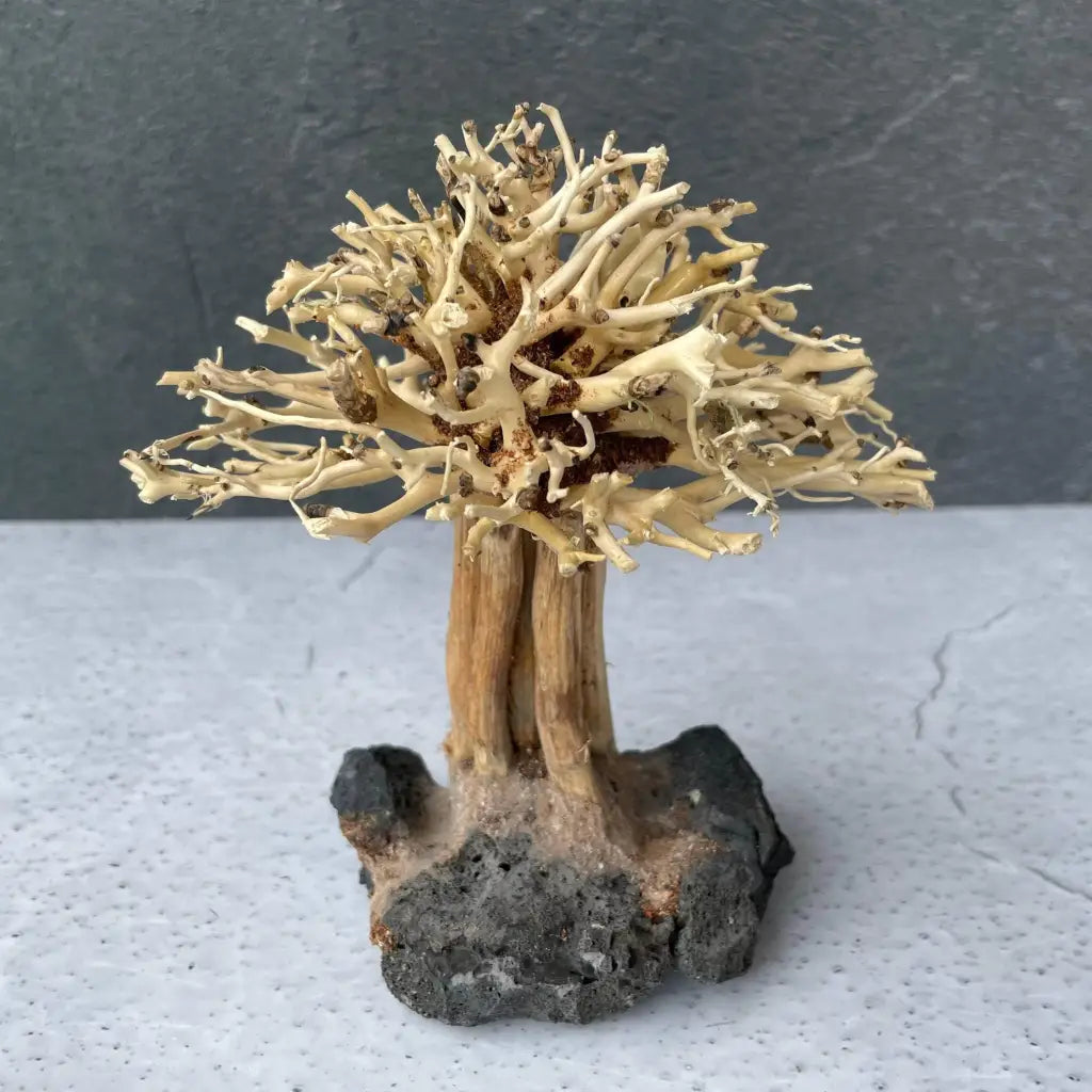 Aquascaping Mini Handmade Aquatic Bonsai Driftwood Tree15cm(H)x12cm(L) ABQ10