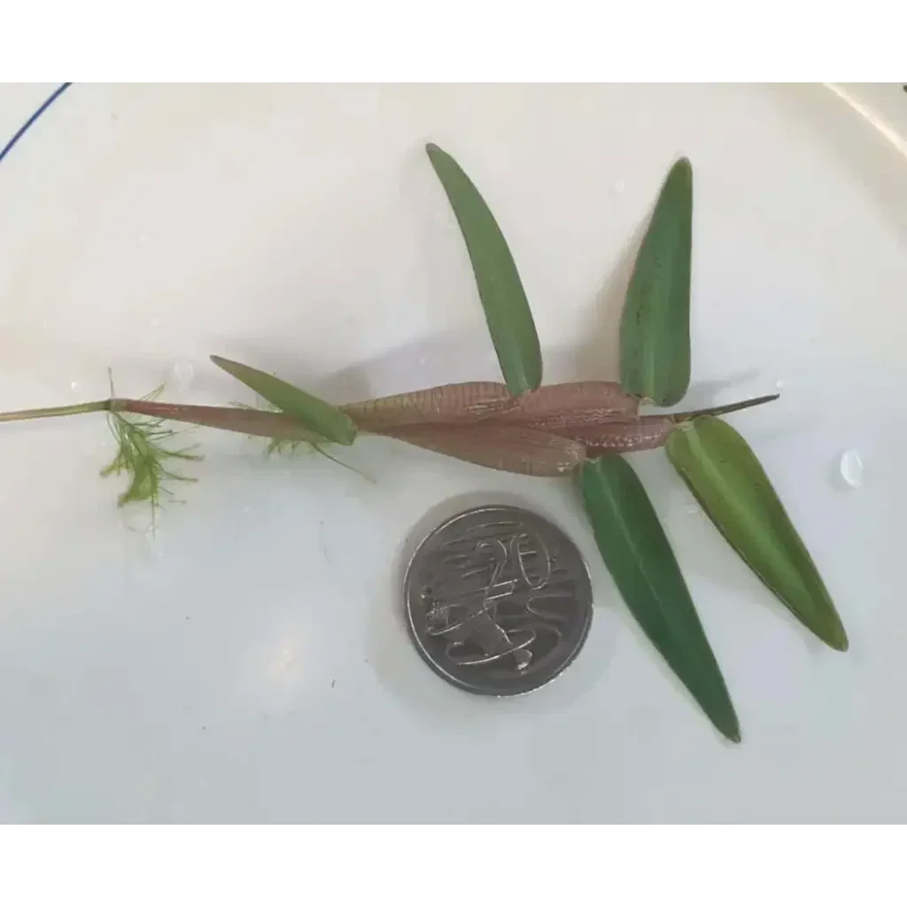 Aquatic plant with roots and green leaves.