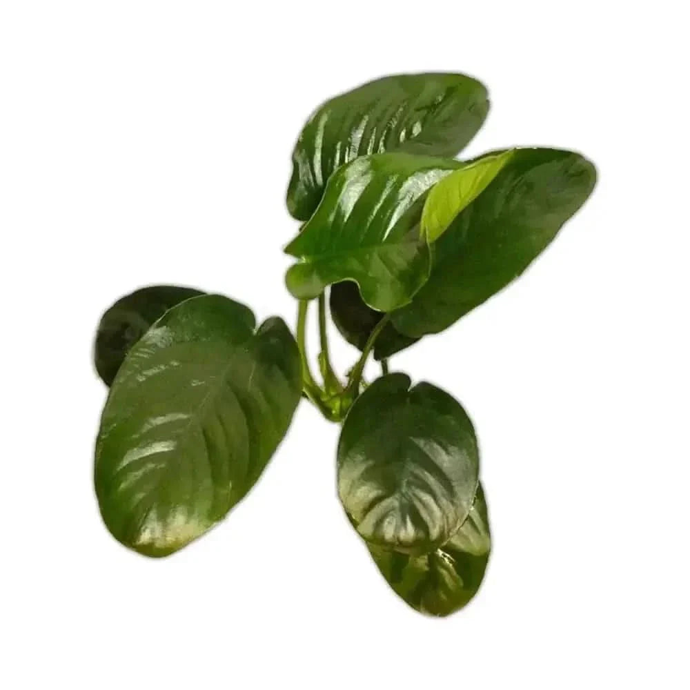 Lush green aquatic plant.