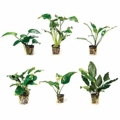 Assorted Anubias 5CM Pot
