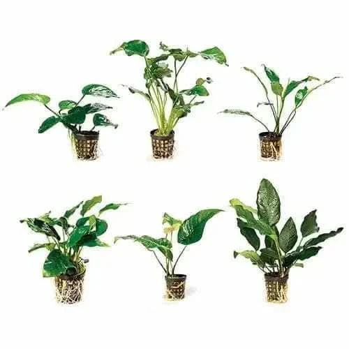 Six potted green aquatic plants.