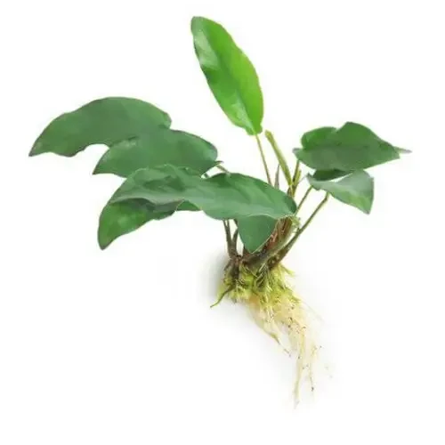Aquatic plant with green leaves and white roots.