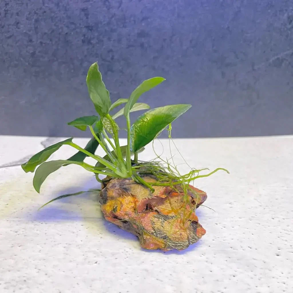 Aquatic plant on decorative rock.