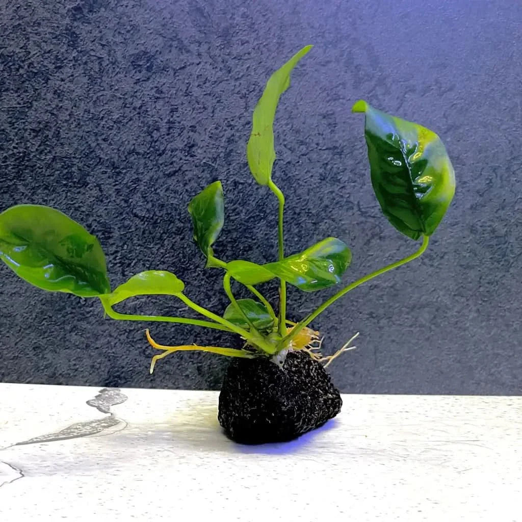 Aquatic plant on dark rock.