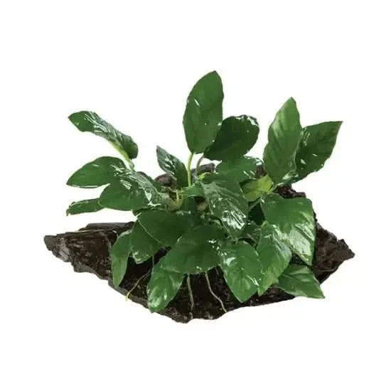 Aquatic plant on dark driftwood.
