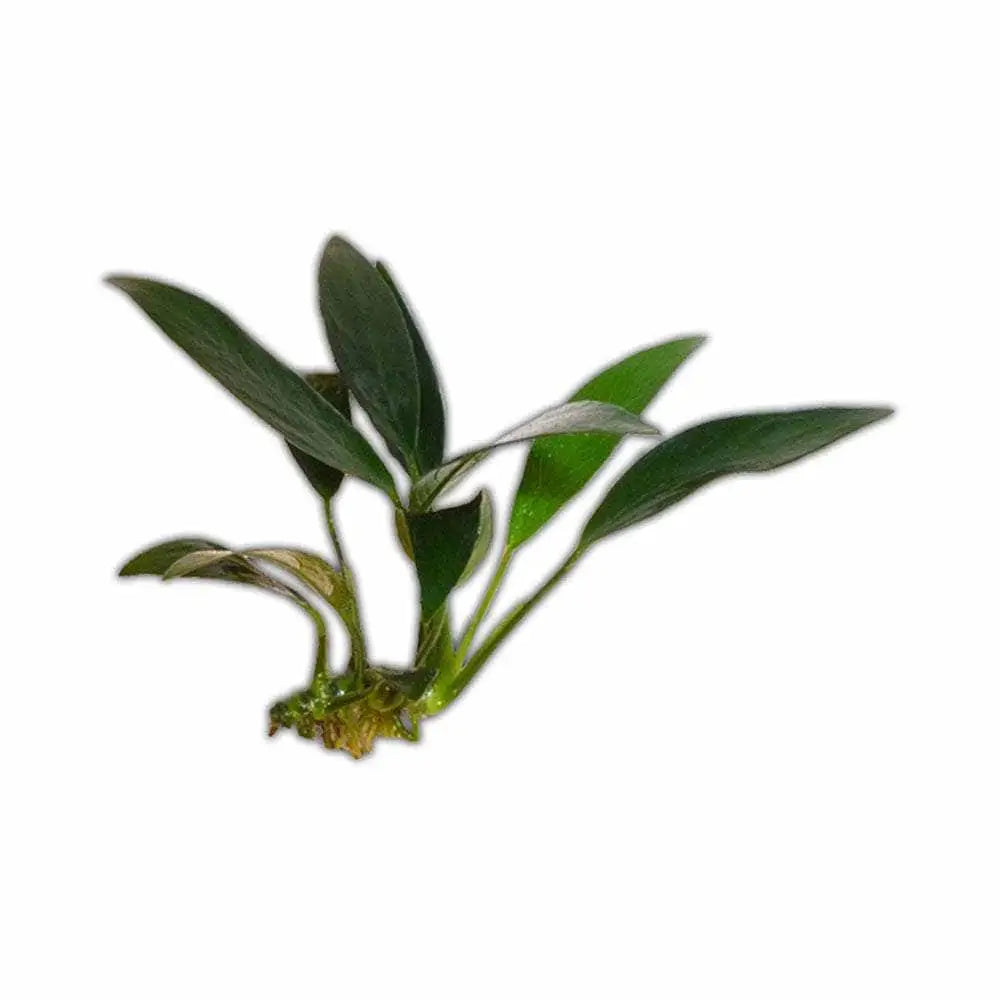 Anubias Assorted Small