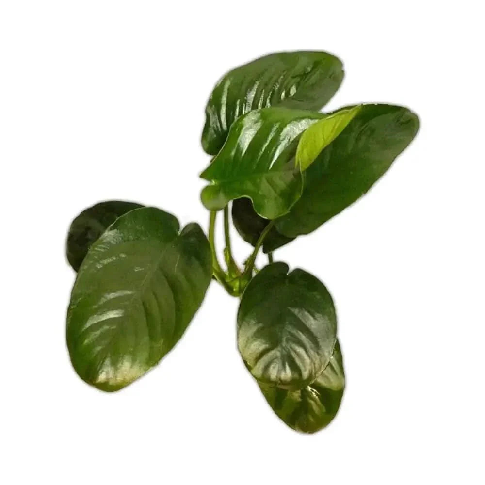 Lush green plant with rounded leaves.