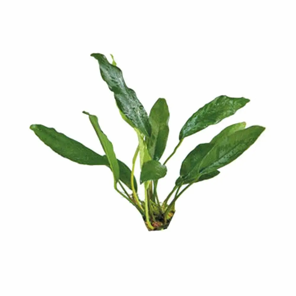 Anubias Assorted Small