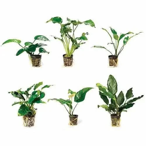 Aquatic plants in mesh pots.