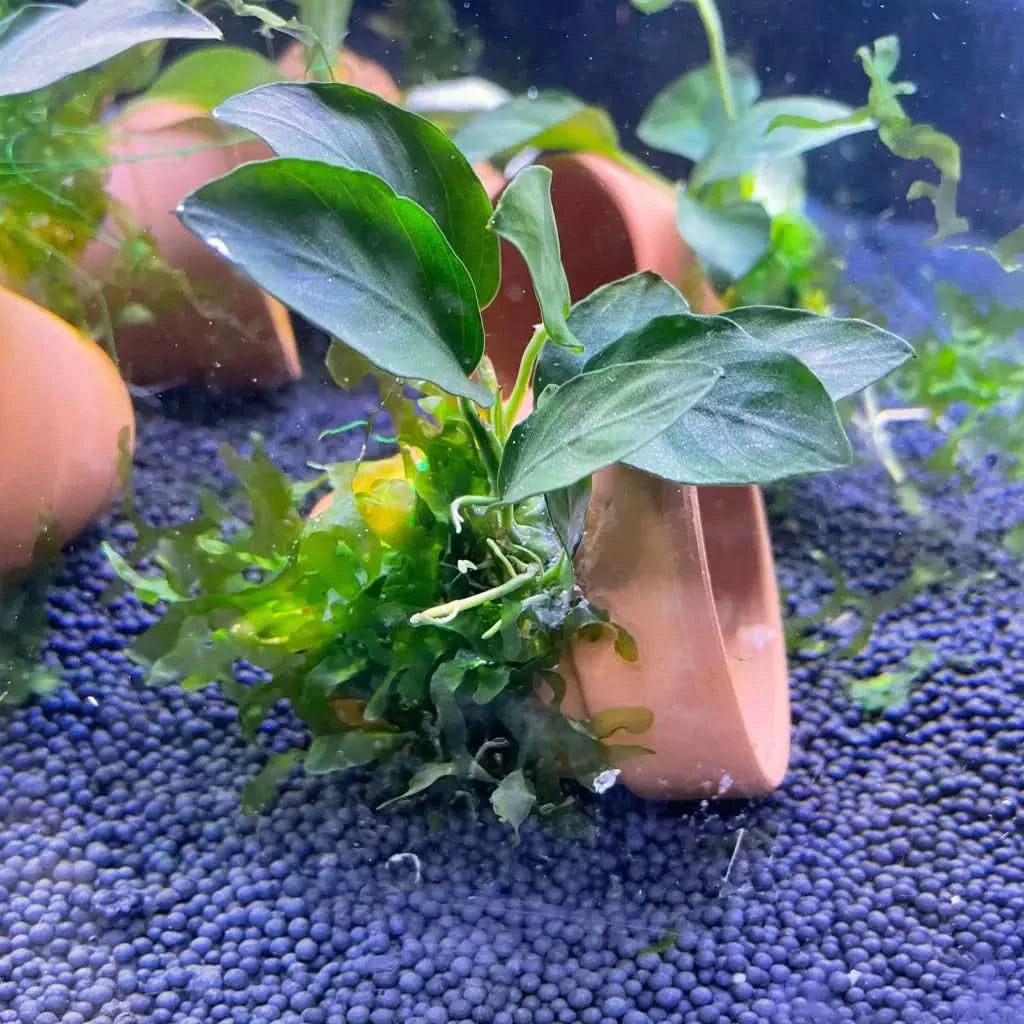 Aquatic plant in terracotta pot.
