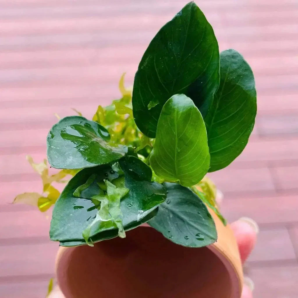 Assorted Anubias & Subwass in 9cm Terracotta Pot