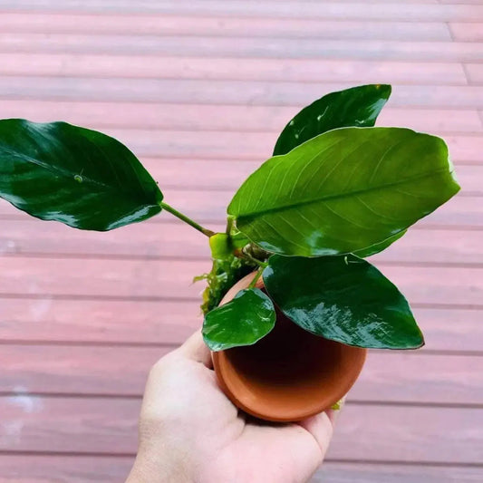 Assorted Anubias & Subwass in 9cm Terracotta Pot