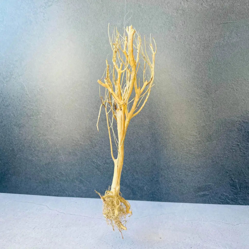 Assorted Bare Root  Tree Driftwood 30cm