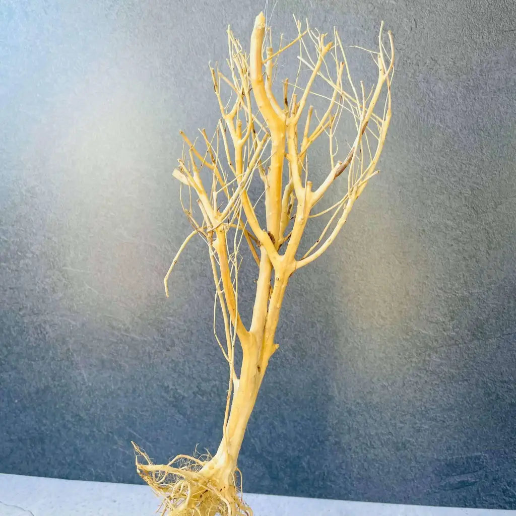 Assorted Bare Root  Tree Driftwood 30cm