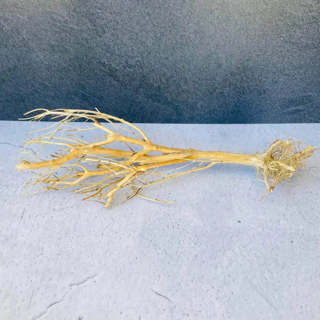 Assorted Bare Root  Tree Driftwood 30cm