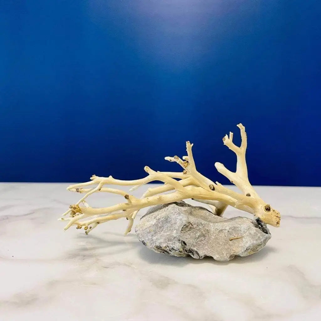 Assorted Coral Wood On Stone 10-15CM