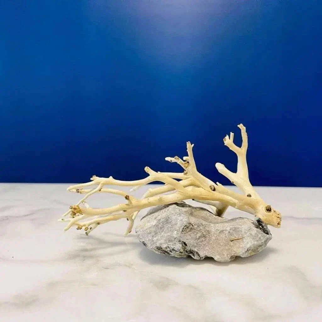 Bleached driftwood on gray rock.