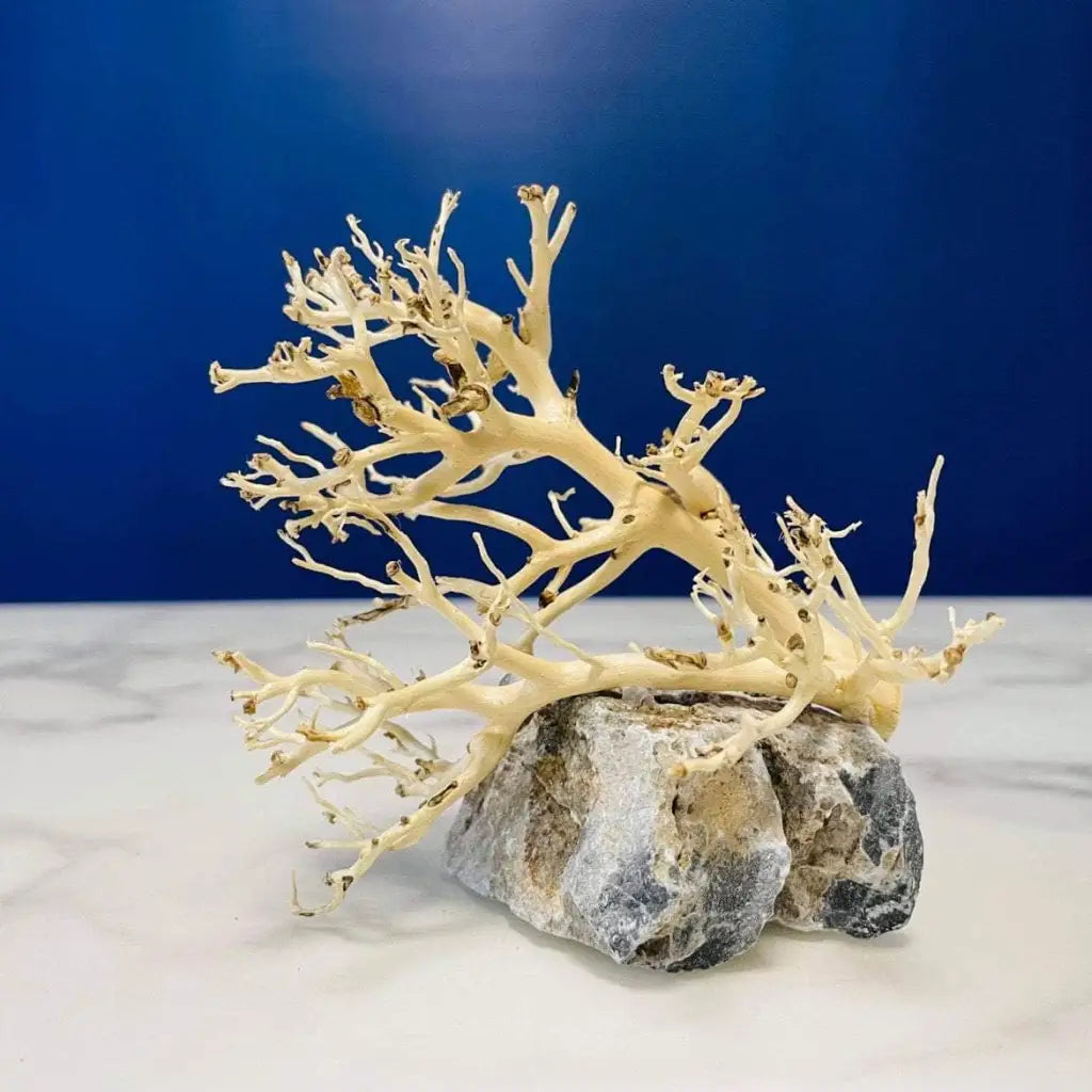 Assorted Coral Wood On Stone 10-15CM