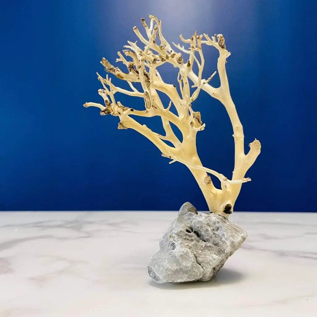 Assorted Coral Wood On Stone 10-15CM