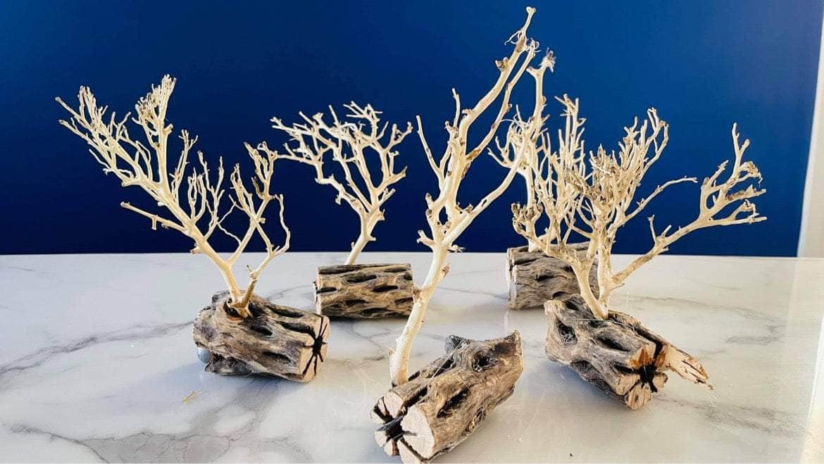 Assorted Coral Wood With Cholla Wood Base 10-15CM