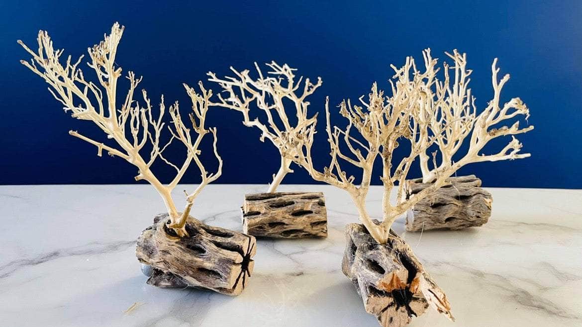 Assorted Coral Wood With Cholla Wood Base 10-15CM