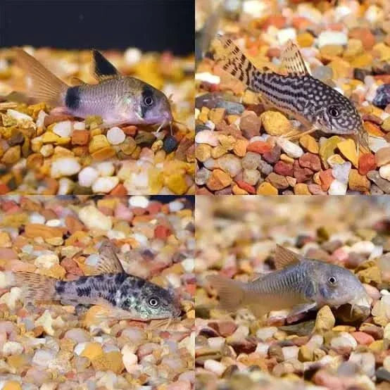Four Corydoras catfish.