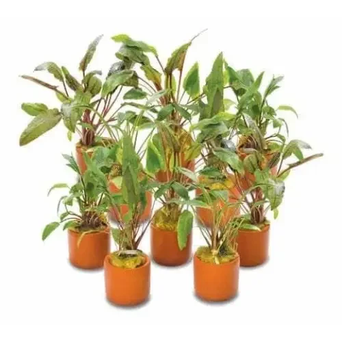 Potted aquatic plants.
