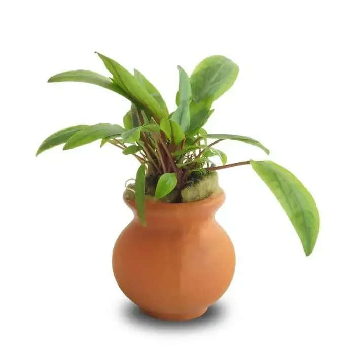 Potted green plant.