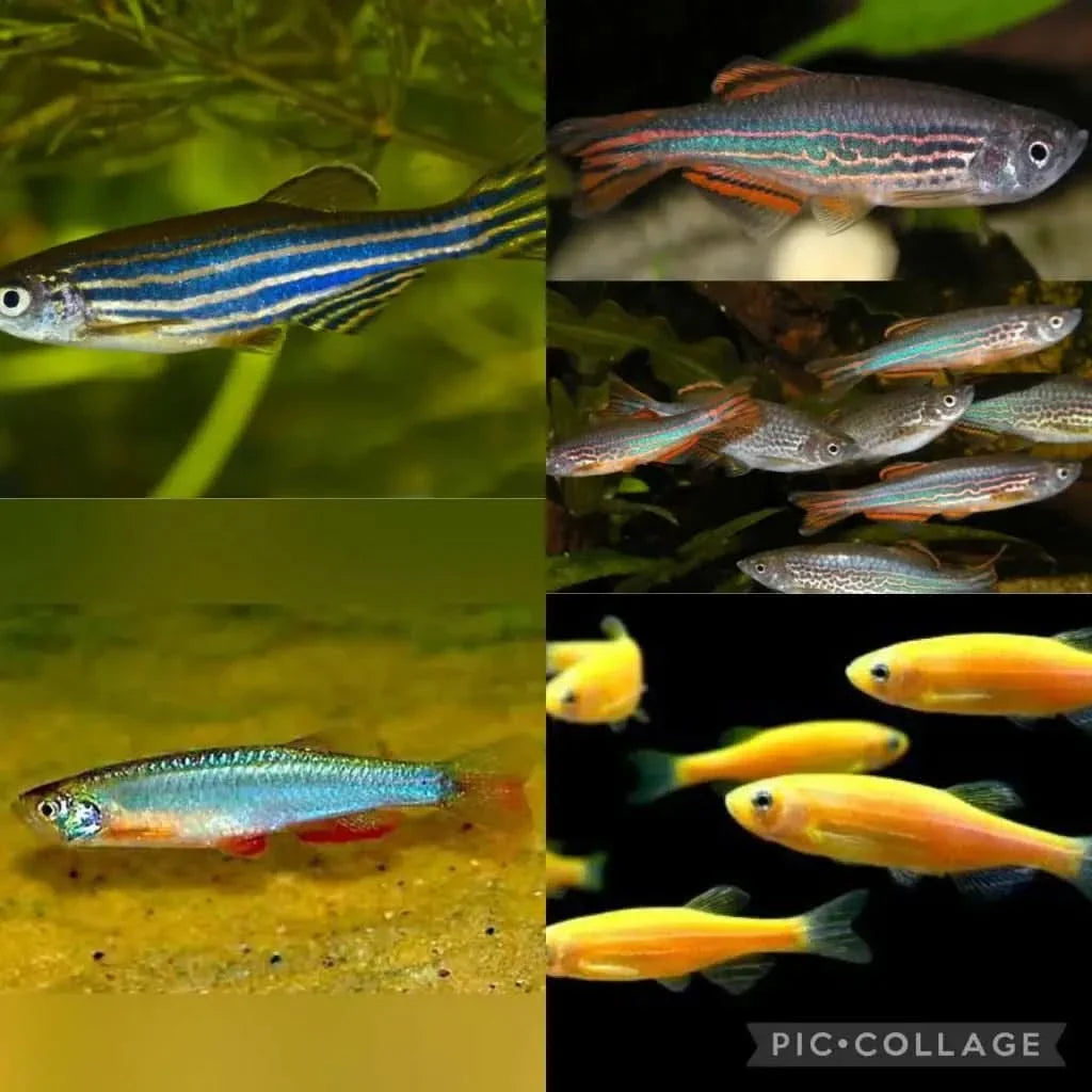 Collage of colorful danio fish.