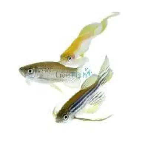 Three small, colorful fish.