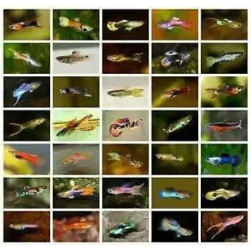 Guppy fish collage.